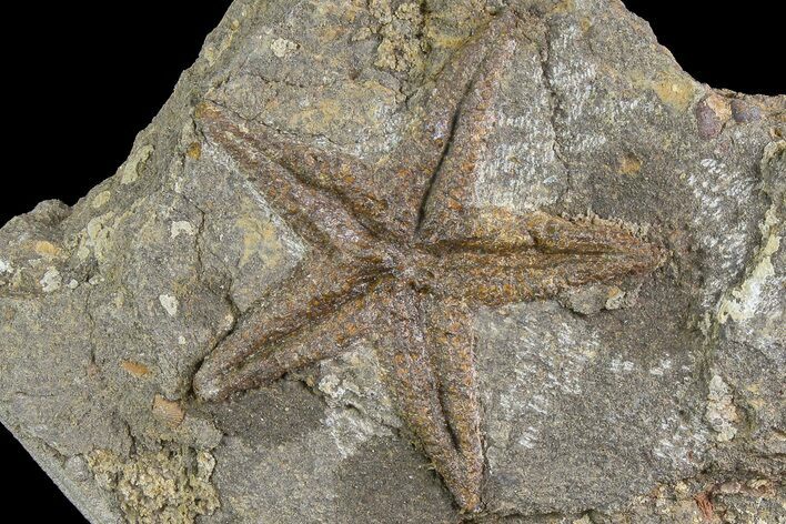 Ordovician Starfish (Petraster?) Fossil - Morocco #183381